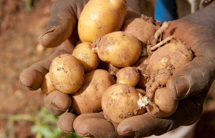 Aufbau eines Landwirtschaftsbetriebes in Burundi.