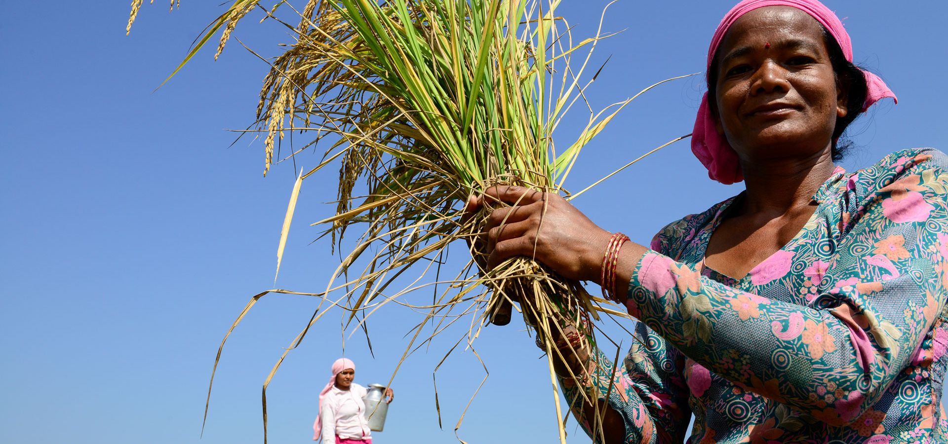 Eine Frau in Nepal erntet - Foto: Jens Böthling