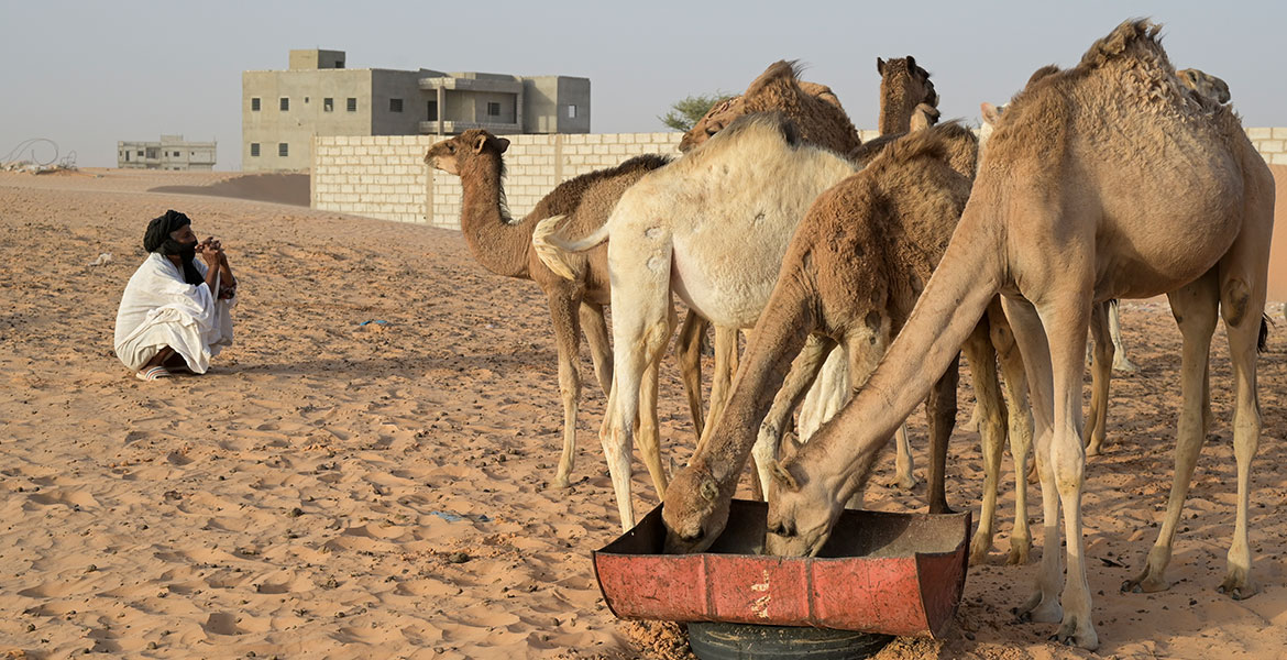 Kamele am Rand von Nouakchott
