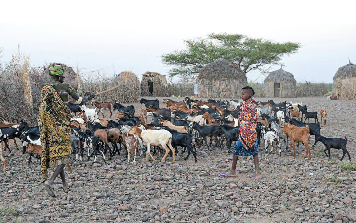 Nomaden mit Vieh, in nächster Nähe zum Campus Learning Lions in Kenia
