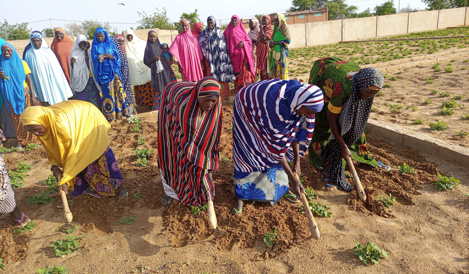 Niger:  Landwirtschaftsprojekt f&uuml;r 200 Frauen