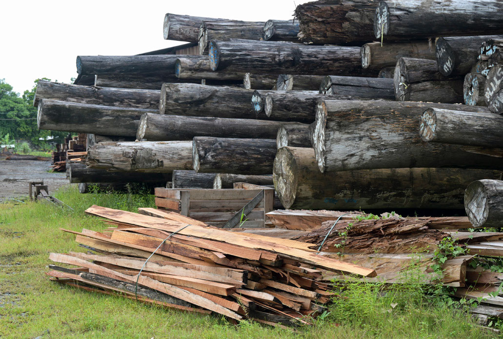 Gefällte Baumstämme fertig zur Verladung im Hafen von Madang. Für Palmölplantagen werden riesige Flächen von Wäldern gerodet.