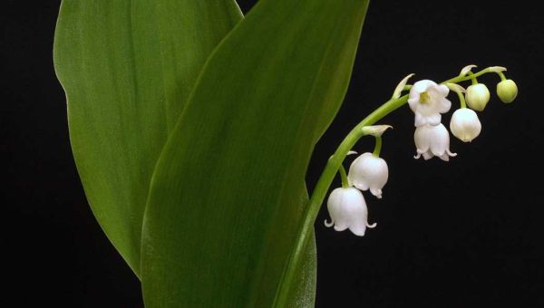 Maiglöckchen mit Blättern auf schwarzem Hintergrund