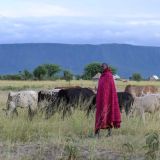 Ein Massai steht umhüllt von einer traditionellen karierten Decke in der Steppe von Ngorongoro in Tansania und hütet Kühe.