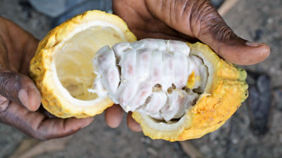 Kakaobohnen in Rohform. Oft profitieren einheimische Produzenten am allerwenigsten vom Geschäft mit Schokolade