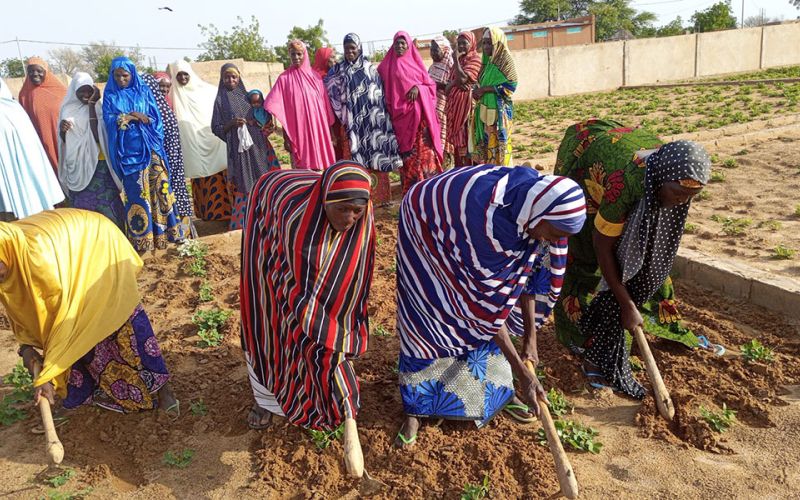 Frauen arbeiten auf einem Gemüsefeld in Maradi, Niger