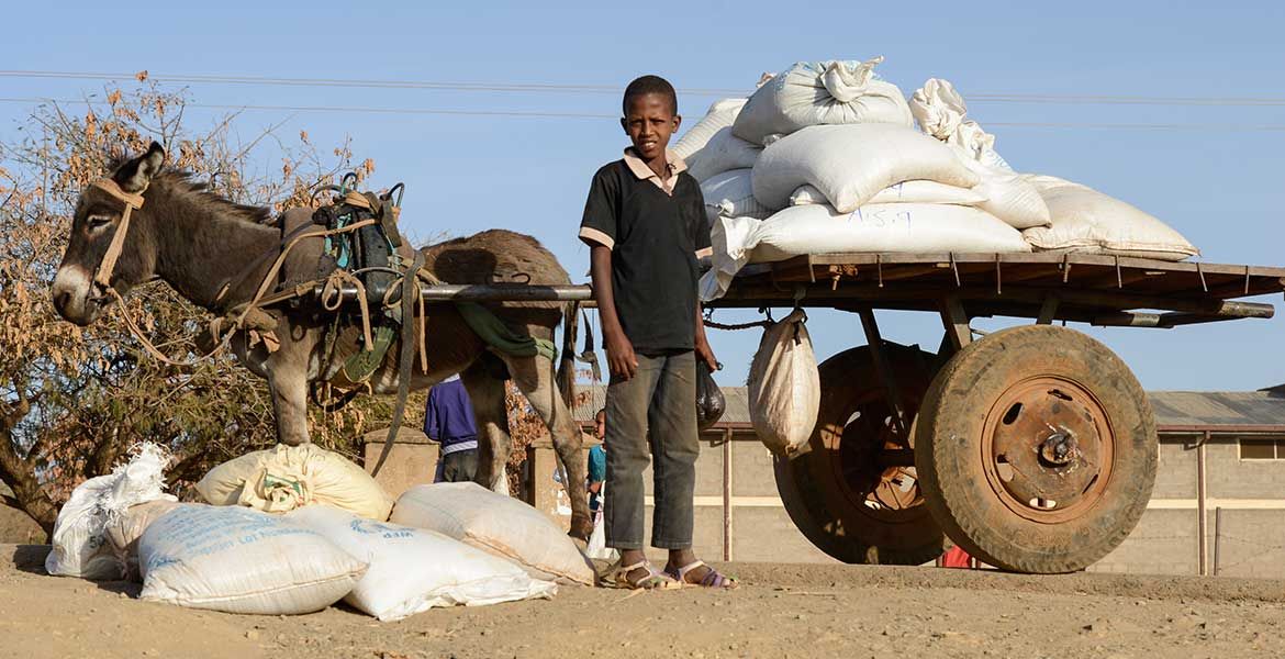Ein Jugendlicher mit Esel und Getreidesäcken - Getreide wird durch den Ukrainekrieg in Afrika knapp